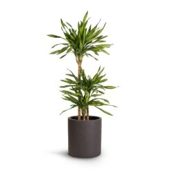 Max Refined Planter - Volcano Black -Hortology Plants Shop Dracaena fragrans Riki Multi Stem 21x100cm 3stems Max Refined Planter Volcano Black 29x29.5cm