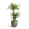 Dracaena Fragrans Riki - Multi Stem 1 Dracaena Fragrans Riki - Multi Stem -Hortology Plants Shop Dracaena fragrans Riki Multi Stem 21x100cm 3 stems Rinca Plant Pot Shiny Green 29x26cm