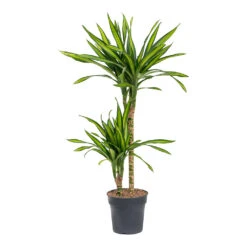 Dracaena Fragrans Riki - Multi Stem 18 Dracaena Fragrans Riki - Multi Stem -Hortology Plants Shop Dracaena fragrans Riki Multi Stem
