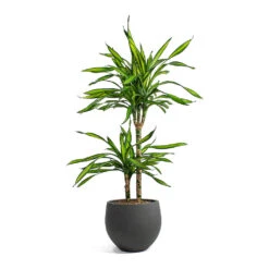 Dracaena Fragrans Riki - Multi Stem 15 Dracaena Fragrans Riki - Multi Stem -Hortology Plants Shop Dracaena fragrans Riki Multi Stem Mini Orb Kevan Plant Pot Black Washed