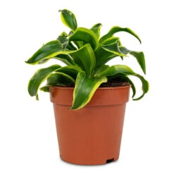 Dracaena Fragrans Tornado - Head -Hortology Plants Shop Dracaena fragrans Tornado Head 12x25cm