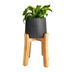 Dracaena Fragrans Tornado - Head -Hortology Plants Shop Dracaena fragrans Tornado Head 12x25cm Patt Plant Pot Tall Stand Black Washed 23x34cmcopy