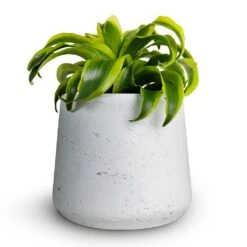Dracaena Fragrans Tornado - Head -Hortology Plants Shop Dracaena fragrans Tornado Head 12x25cm Patt Plant Pot White Washed 16x14cmcopy 36a346b0 8e01 48ba 8e6e 46b21bf57cff