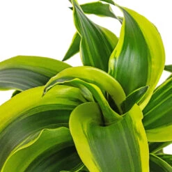 Dracaena Fragrans Tornado - Head -Hortology Plants Shop Dracaena fragrans Tornado Head DETAIL