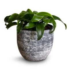 Cas Plant Pot - Anthracite 36 Cas Plant Pot - Anthracite -Hortology Plants Shop Dracaena fragrans Twister Head 12x25cm Cas Plant Pot Anthracite 15x13cm fa2ab197 58b7 4651 96b3 a151314c5375