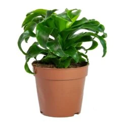 Dracaena Fragrans Twister - Head -Hortology Plants Shop Dracaena fragrans Twister Head