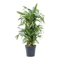 Dracaena Fragrans Ulises - Branched -Hortology Plants Shop Dracaena fragrans Ulises Branched