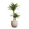 Dracaena Fragrans Ulises - Multi Stem -Hortology Plants Shop Dracaena fragrans Ulises Multi Stem 19x100cm 2stems Ryan Plant Pot White Black 26x26cm 1a7d2314 f355 4a48 a134 5140499f7e3e
