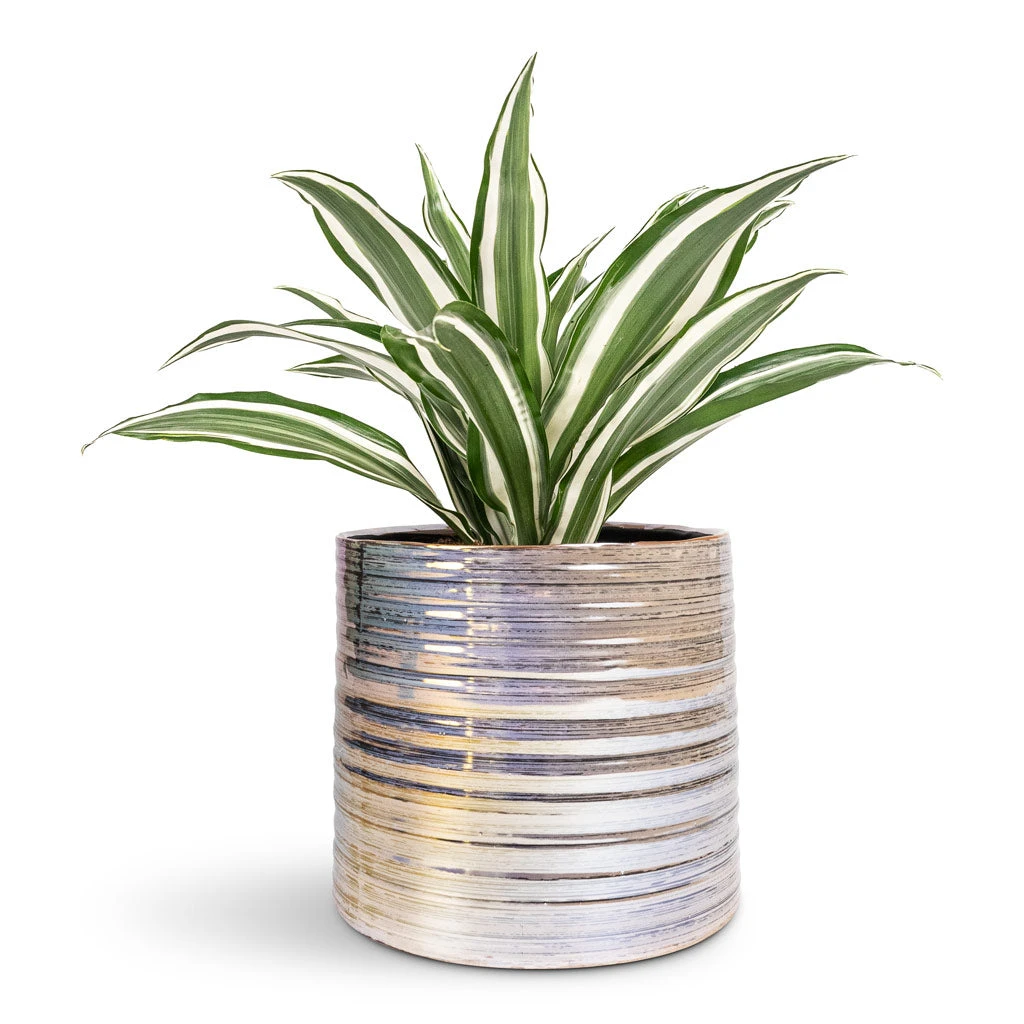 Dracaena Fragrans White Jewel - Head 12 Dracaena Fragrans White Jewel - Head - Image 10