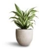 Dracaena Fragrans White Jewel - Head