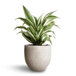 Dracaena Fragrans White Jewel - Head