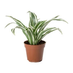 Dracaena Fragrans White Jewel - Head 15 Dracaena Fragrans White Jewel - Head -Hortology Plants Shop Dracaena fragrans White Jewel Head