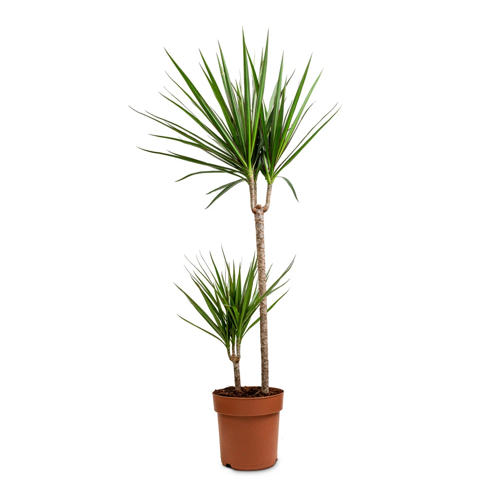 Dracaena Marginata Red Edged - Multi Stem 16 Dracaena Marginata Red Edged - Multi Stem - Image 14