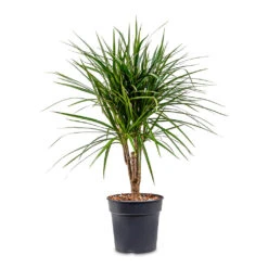 Dracaena Marginata Red Edged - Branched -Hortology Plants Shop Dracaena marginata Red Edged Branched 21x75cm