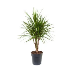 Dracaena Marginata Red Edged - Branched -Hortology Plants Shop Dracaena marginata Red Edged Branched 24x90cm