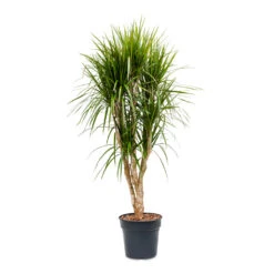 Dracaena Marginata Red Edged - Branched -Hortology Plants Shop Dracaena marginata Red Edged Branched 30x160cm