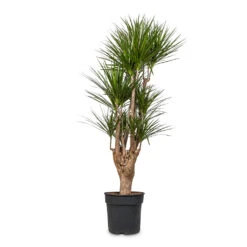 Dracaena Marginata Red Edged - Branched -Hortology Plants Shop Dracaena marginata Red Edged Branched 34x190cm 2