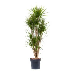 Dracaena Marginata Red Edged - Branched -Hortology Plants Shop Dracaena marginata Red Edged Branched 34x190cm