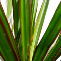 Dracaena Marginata Red Edged - Branched -Hortology Plants Shop Dracaena marginata Red Edged Branched DETAIL 3