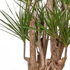 Dracaena Marginata Red Edged - Branched -Hortology Plants Shop Dracaena marginata Red Edged Branched SWATCH
