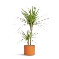 Dracaena Marginata Red Edged - Multi Stem 27 Dracaena Marginata Red Edged - Multi Stem -Hortology Plants Shop Dracaena marginata Red Edged Multi Stem 17x75cm Hadleigh Plant Pot Amber 20x17.5cm 8a54f908 e819 496b 9db4 0fc155fb3b23