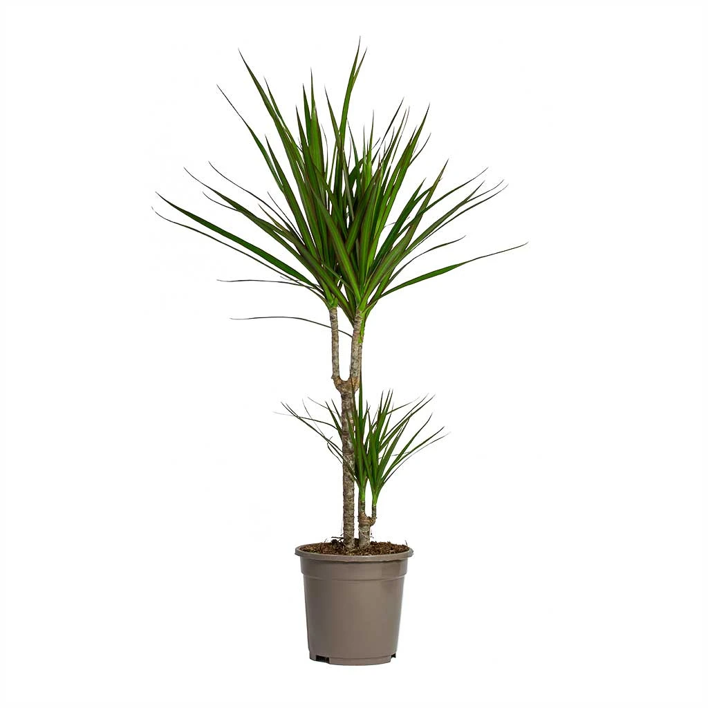 Dracaena Marginata Red Edged - Multi Stem 12 Dracaena Marginata Red Edged - Multi Stem - Image 10