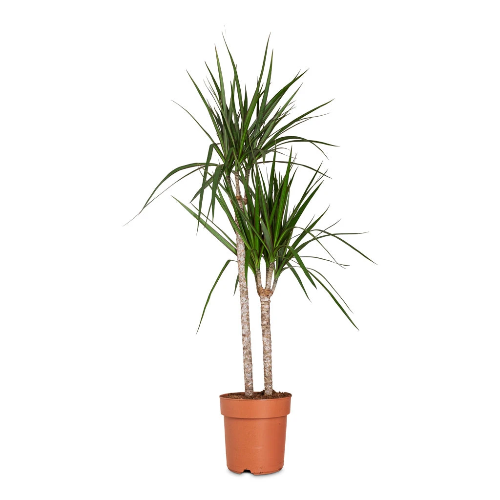Dracaena Marginata Red Edged - Multi Stem 20 Dracaena Marginata Red Edged - Multi Stem - Image 18