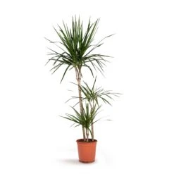 Dracaena Marginata Red Edged - Multi Stem 34 Dracaena Marginata Red Edged - Multi Stem -Hortology Plants Shop Dracaena marginata Red Edged Multi Stem 21x110cm 3stems