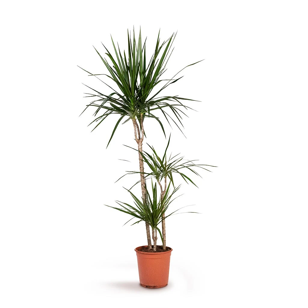 Dracaena Marginata Red Edged - Multi Stem 17 Dracaena Marginata Red Edged - Multi Stem - Image 15