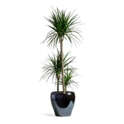 Dracaena Marginata Red Edged - Multi Stem 22 Dracaena Marginata Red Edged - Multi Stem -Hortology Plants Shop Dracaena marginata Red Edged Multi Stem 24x110cm 3 stems Amora Plant Pot Anthracite Mirror 32x32cm eeee0176 a201 4681 936b a6b1d10176e7