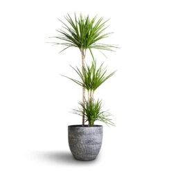 Cas Plant Pot - Anthracite 38 Cas Plant Pot - Anthracite -Hortology Plants Shop Dracaena marginata Red Edged Multi Stem 24x140cm 3stems Cas Plant Pot Anthracite 36x32cm