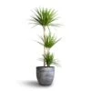 Dracaena Marginata Red Edged - Multi Stem -Hortology Plants Shop Dracaena marginata Red Edged Multi Stem 24x140cm 3stems Cas Plant Pot Anthracite 36x32cm 2b07c25a a8ab 47d9 8819 cfc62b89720e