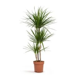 Dracaena Marginata Red Edged - Multi Stem 24 Dracaena Marginata Red Edged - Multi Stem -Hortology Plants Shop Dracaena marginata Red Edged Multi Stem 24x140cm 3stems