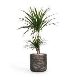Dracaena Marginata Red Edged - Multi Stem 28 Dracaena Marginata Red Edged - Multi Stem -Hortology Plants Shop Dracaena marginata Red Edged MultiStem 17x85cm Plant Pot Luxe Lite Wrinkle Cylinder Planter Bronze 23x22cm