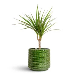 Dracaena Marginata Red Edged - Single Stem 13 Dracaena Marginata Red Edged - Single Stem -Hortology Plants Shop Dracaena marginata Red Edged Single Stem 14x50cm Flor Pot Green 18x16cm