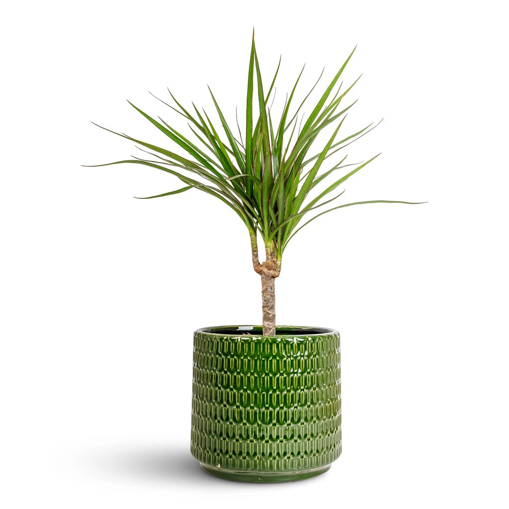 Dracaena Marginata Red Edged - Single Stem 7 Dracaena Marginata Red Edged - Single Stem - Image 5