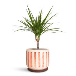 Dracaena Marginata Red Edged - Single Stem 15 Dracaena Marginata Red Edged - Single Stem -Hortology Plants Shop Dracaena marginata Red Edged Single Stem 14x50cm Stripe Pot Red 18x16cm