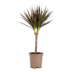 Dracaena Marginata Red Edged - Single Stem 11 Dracaena Marginata Red Edged - Single Stem -Hortology Plants Shop Dracaena marginata Red Edged Single Stem 17x70cm