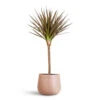 Dracaena Marginata Red Edged - Single Stem 2 Dracaena Marginata Red Edged - Single Stem -Hortology Plants Shop Dracaena marginata Red Edged Single Stem 17x70cm Celeste Pot Dusky Pink 21x17cm