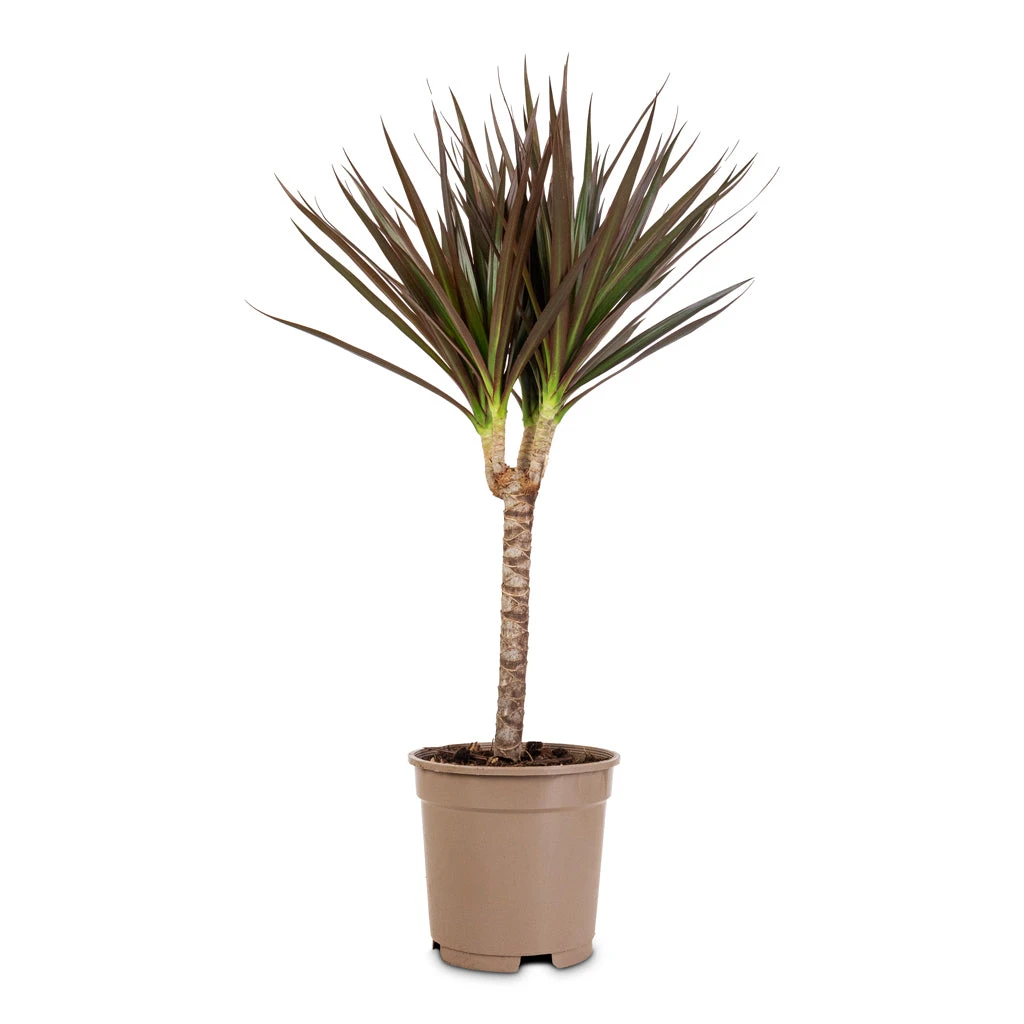 Dracaena Marginata Red Edged - Single Stem 5 Dracaena Marginata Red Edged - Single Stem - Image 3