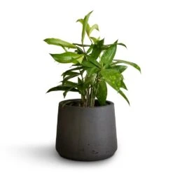 Patt Plant Pot - Black Washed 39 Patt Plant Pot - Black Washed -Hortology Plants Shop Dracaena surculosa 12x40cm Patt Plant Pot Black Washed 17x14cm b71e6e31 f1c7 47e2 89e6 60d7c7340653