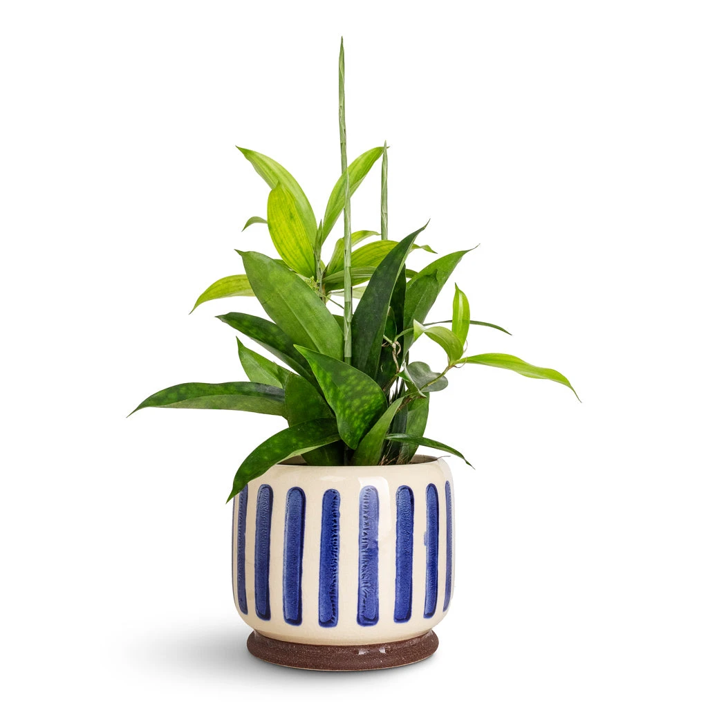 Stripe Plant Pot - Blue 5 Stripe Plant Pot - Blue - Image 3