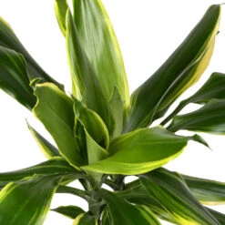 Dracaena Fragrans Golden Coast - Multi Stem 21 Dracaena Fragrans Golden Coast - Multi Stem -Hortology Plants Shop DracaenafragransGoldenCoast 1