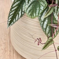 Dune Darcy Planter - Oat 22 Dune Darcy Planter - Oat -Hortology Plants Shop Dune Darcy Oat Close Up 2