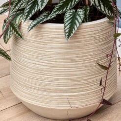 Dune Darcy Planter - Oat 16 Dune Darcy Planter - Oat -Hortology Plants Shop Dune Darcy Oat close up