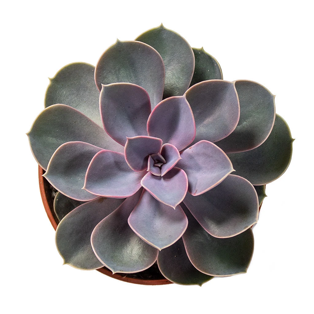 Echeveria Perle Von Nurnberg 10 Echeveria Perle Von Nurnberg - Image 8