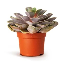 Echeveria Perle Von Nurnberg 17 Echeveria Perle Von Nurnberg -Hortology Plants Shop Echeveria Perle Von Nurnberg 10.5x14cm