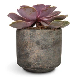 Saar Plant Pot - Earth Cement 27 Saar Plant Pot - Earth Cement -Hortology Plants Shop Echeveria Perle Von Nurnberg 10.5x14cm Saar Plant Pot Earth Cement 12x11cm 1