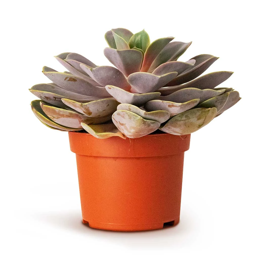 Echeveria Perle Von Nurnberg 9 Echeveria Perle Von Nurnberg - Image 7