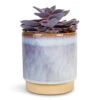 Echeveria Purple Pearl 2 Echeveria Purple Pearl -Hortology Plants Shop Echeveria Purple Pearl 12x15cm Copenhagen Plant Pot Blue 13.5x14cm
